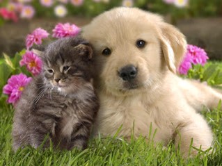 Puppy - Kitten - Love