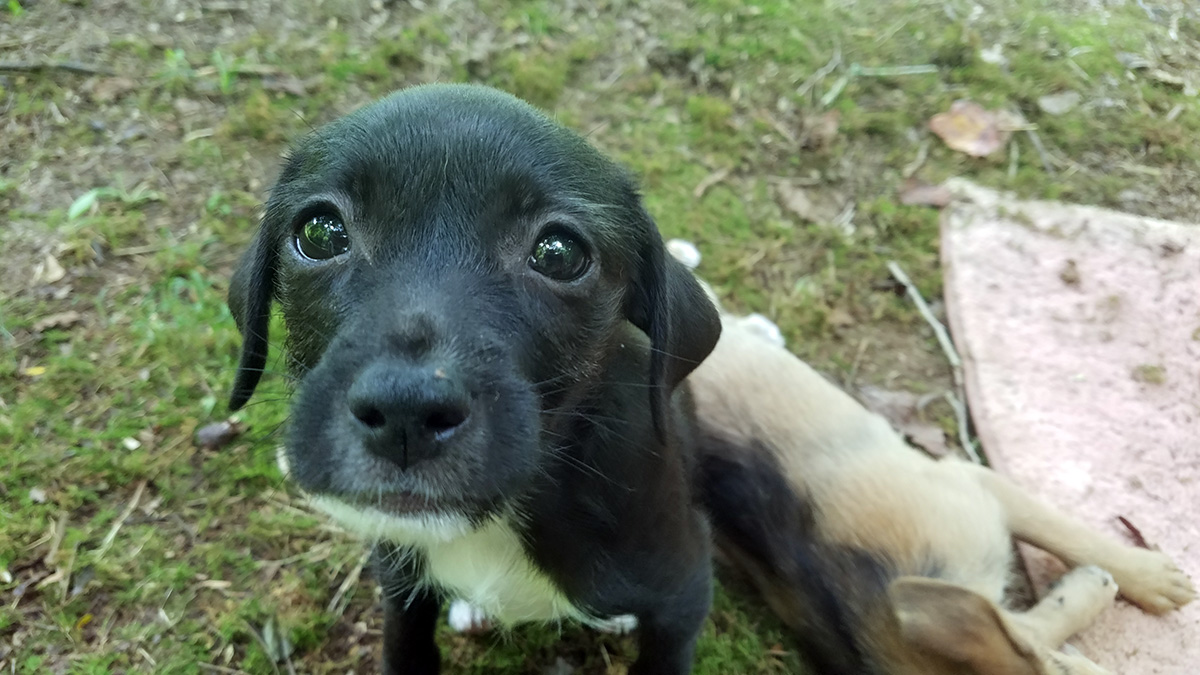 Rescue Puppy